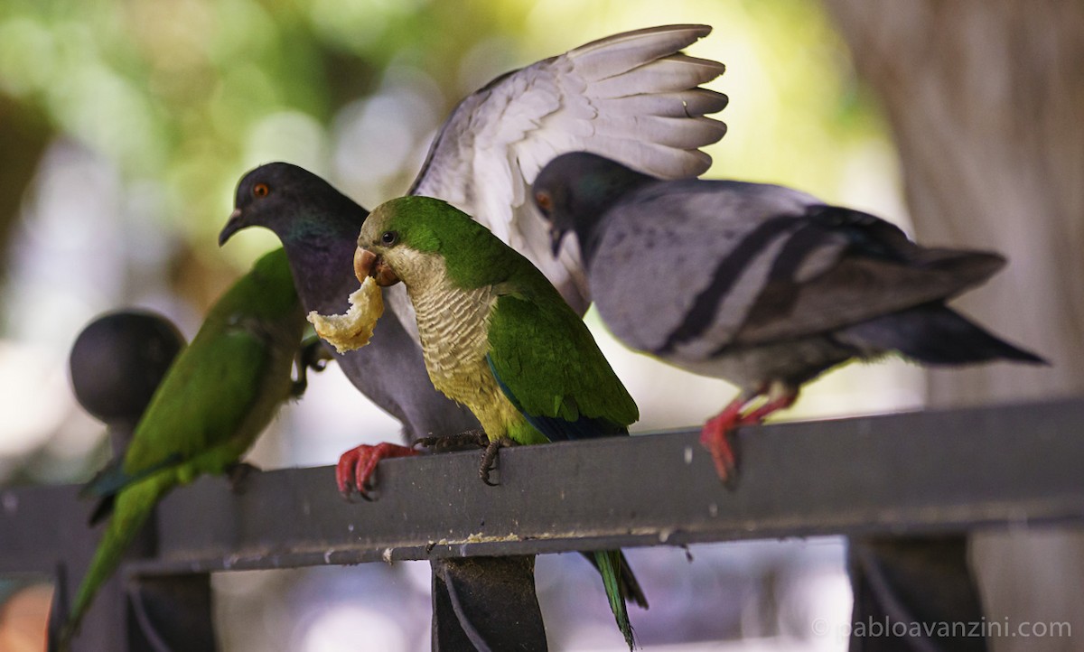 Monk Parakeet - ML161205951