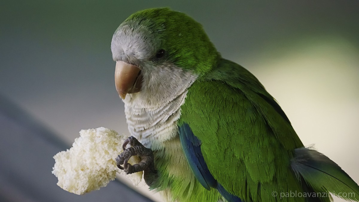 Monk Parakeet - ML161205961