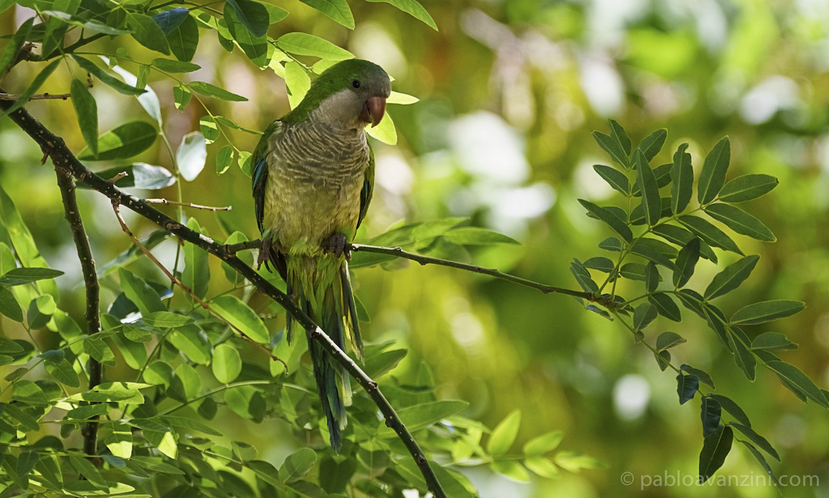 Monk Parakeet - ML161205981