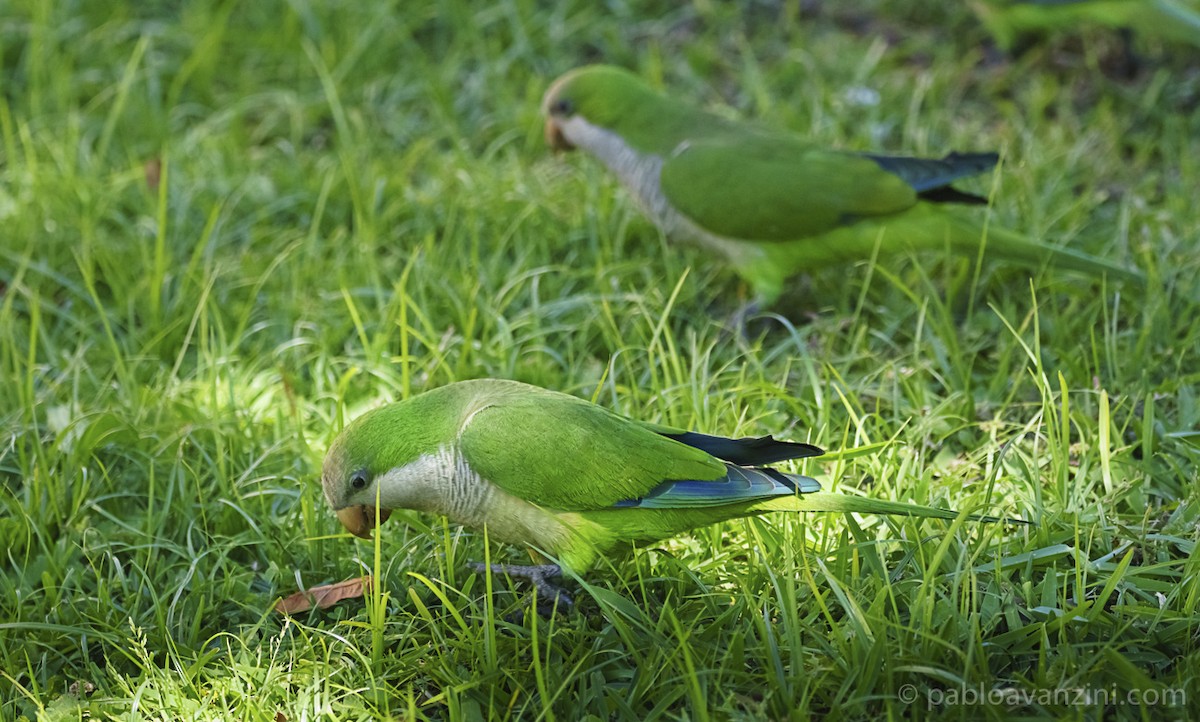 Monk Parakeet - ML161205991