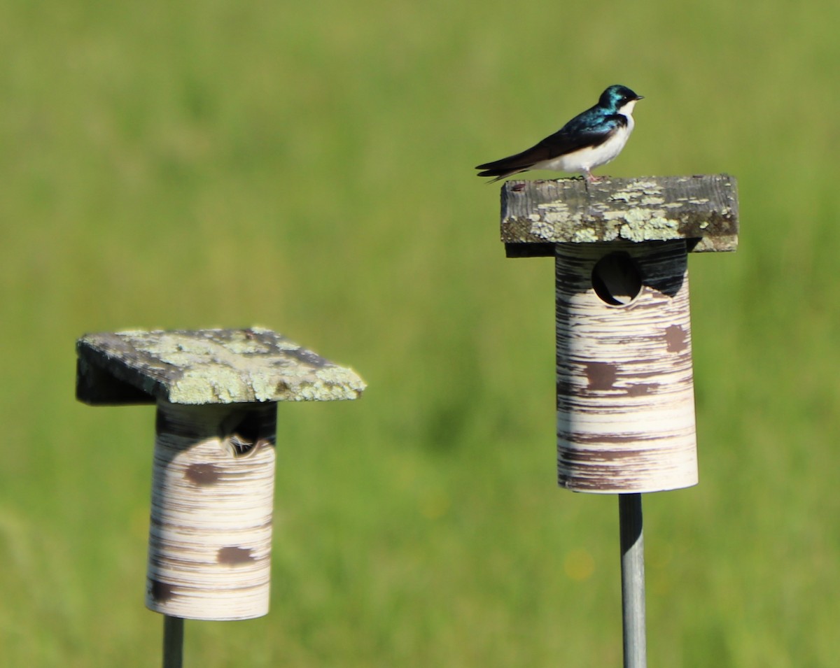 Tree Swallow - ML161206201