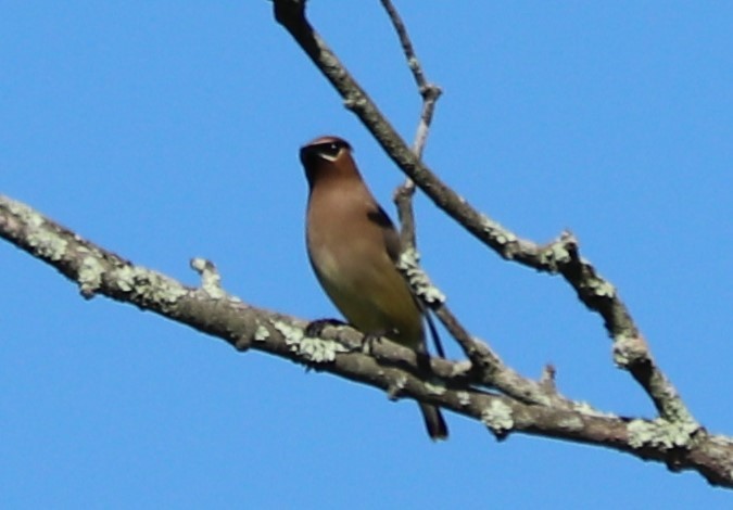 Cedar Waxwing - valerie heemstra