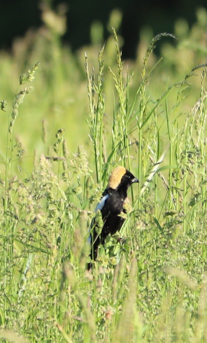 Bobolink - ML161206851