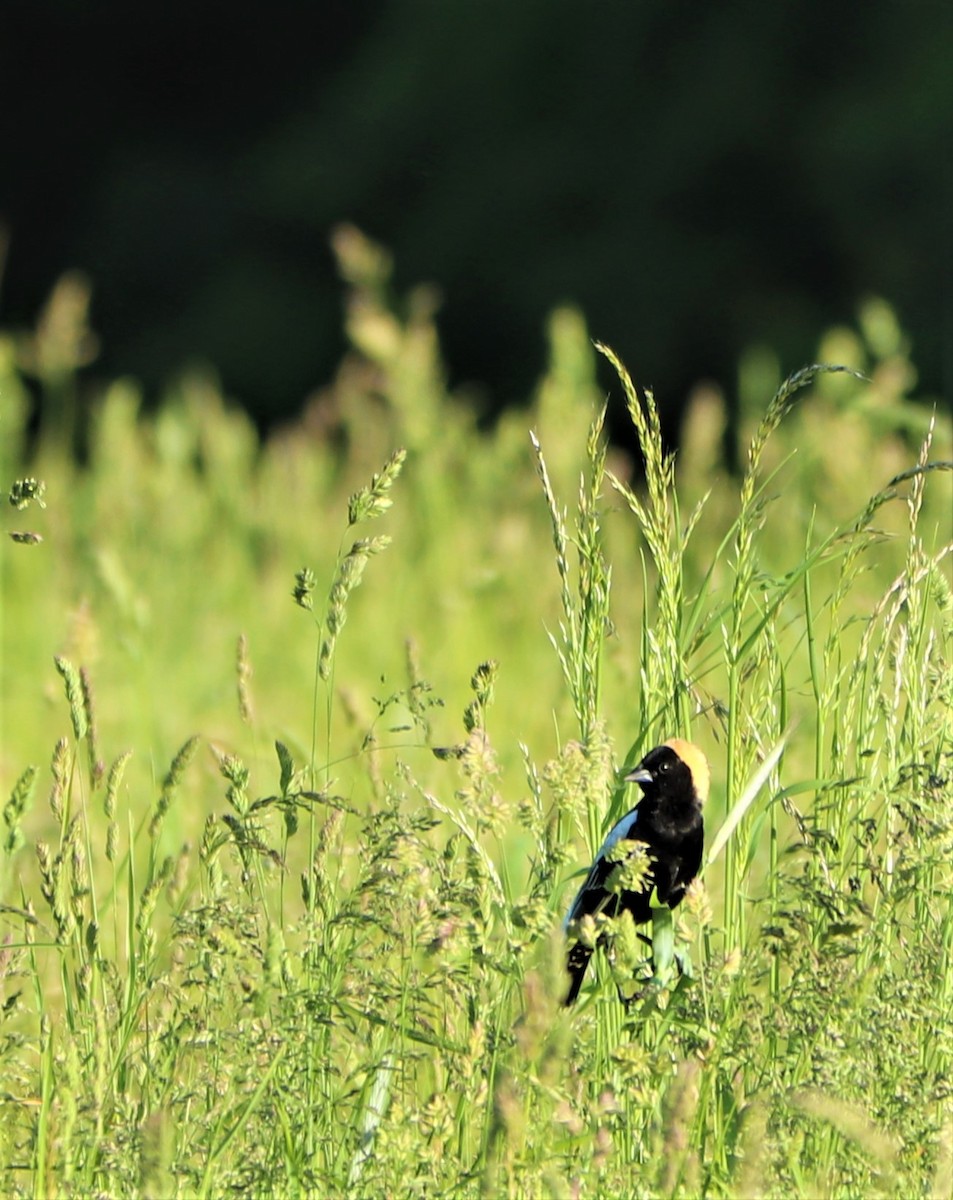 Bobolink - ML161206901