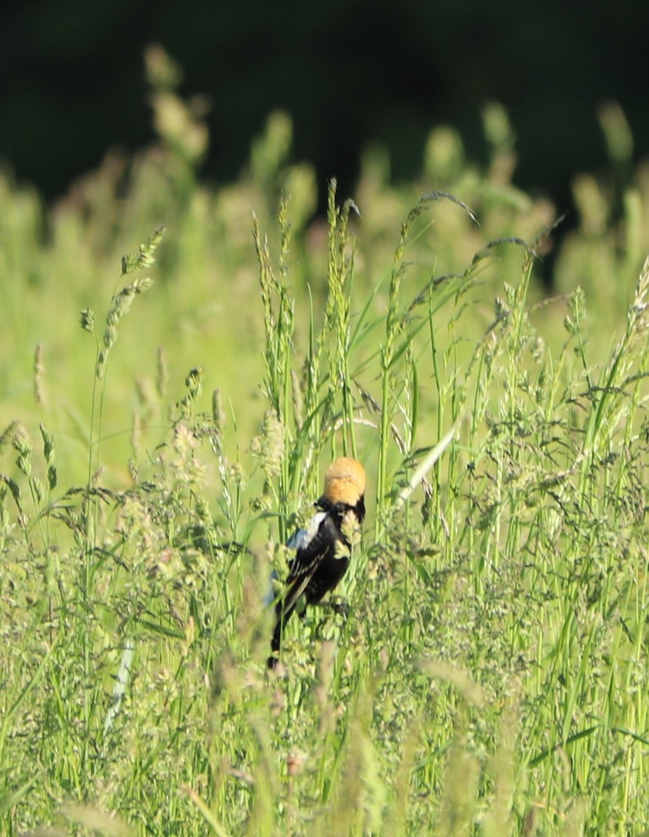 Bobolink - ML161206951