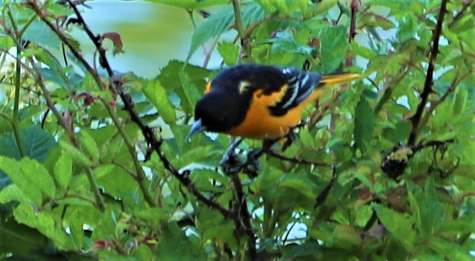 Baltimore Oriole - ML161207681