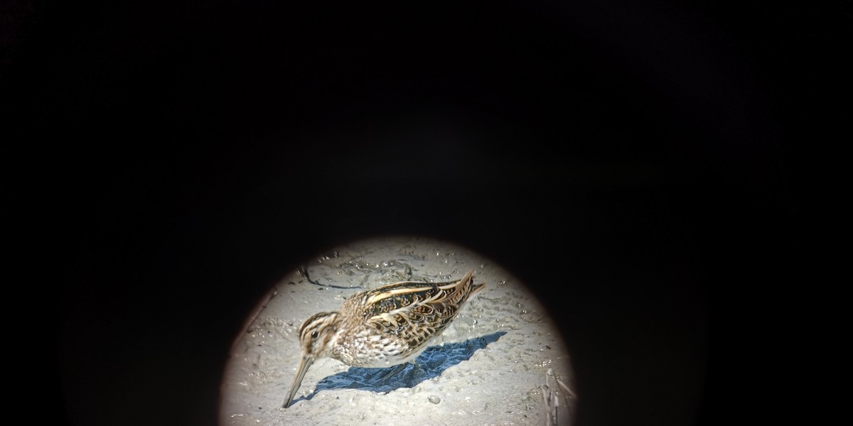 Jack Snipe - ML161207721