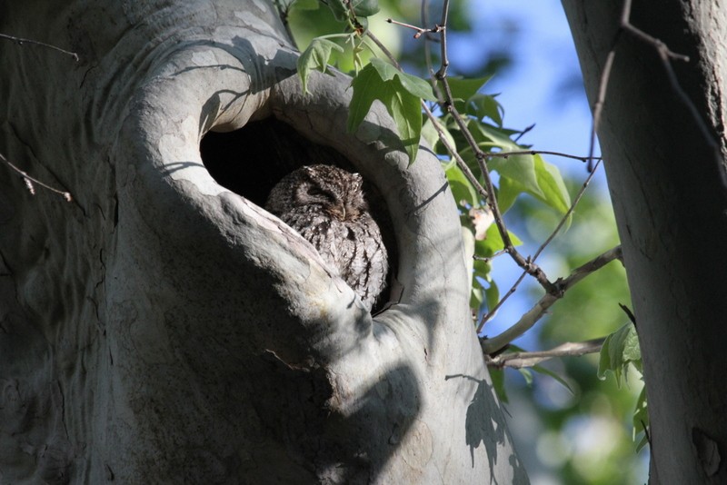 Whiskered Screech-Owl - ML161208061