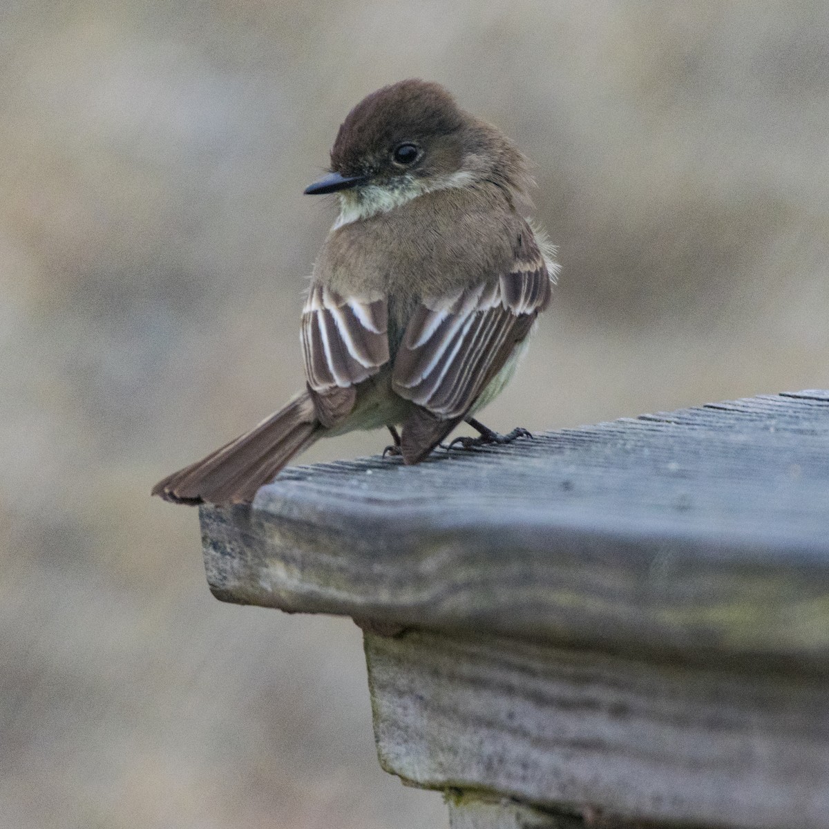 Eastern Phoebe - ML161209661