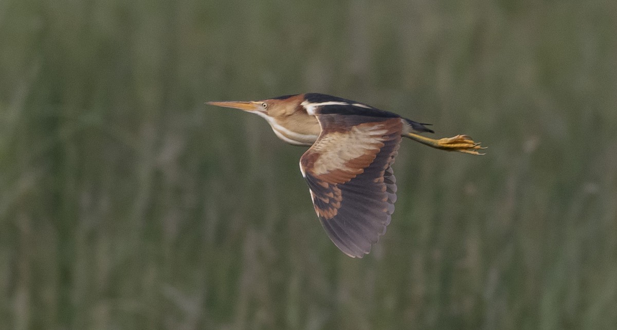 Least Bittern - ML161210811