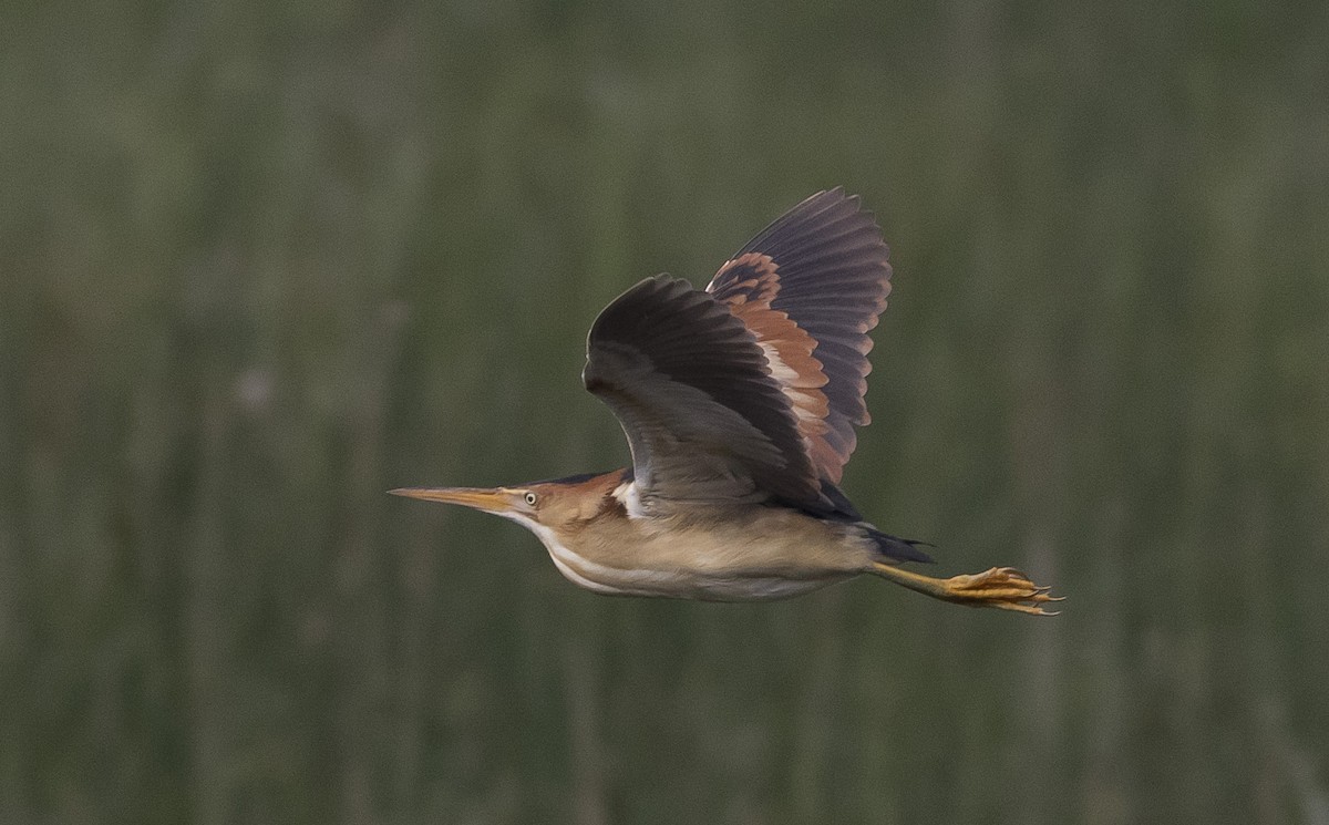 Least Bittern - ML161210821