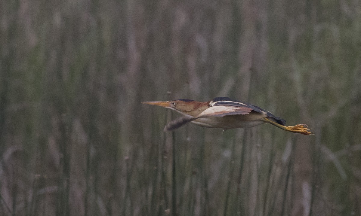 Least Bittern - ML161210841