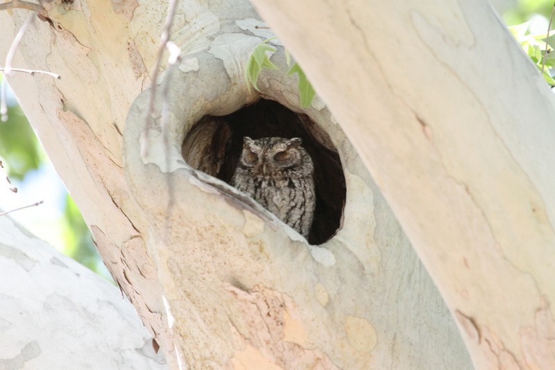 Whiskered Screech-Owl - ML161211701