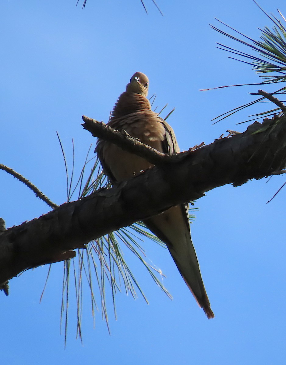 Mourning Dove - ML161211881