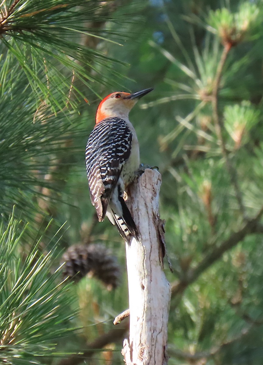 Red-bellied Woodpecker - ML161211941