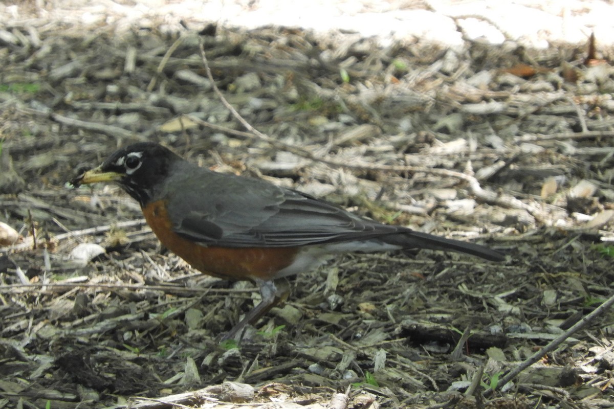 American Robin - ML161212311