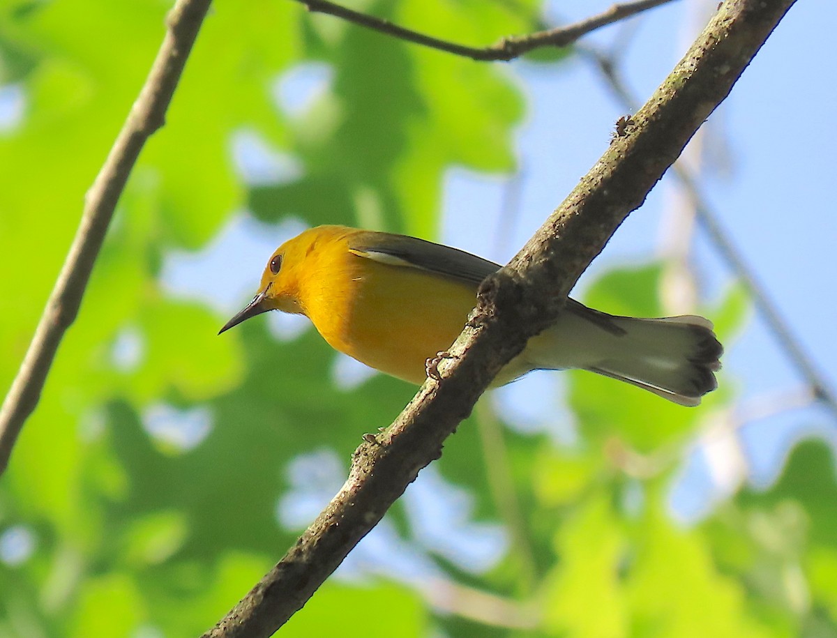 Prothonotary Warbler - ML161212491