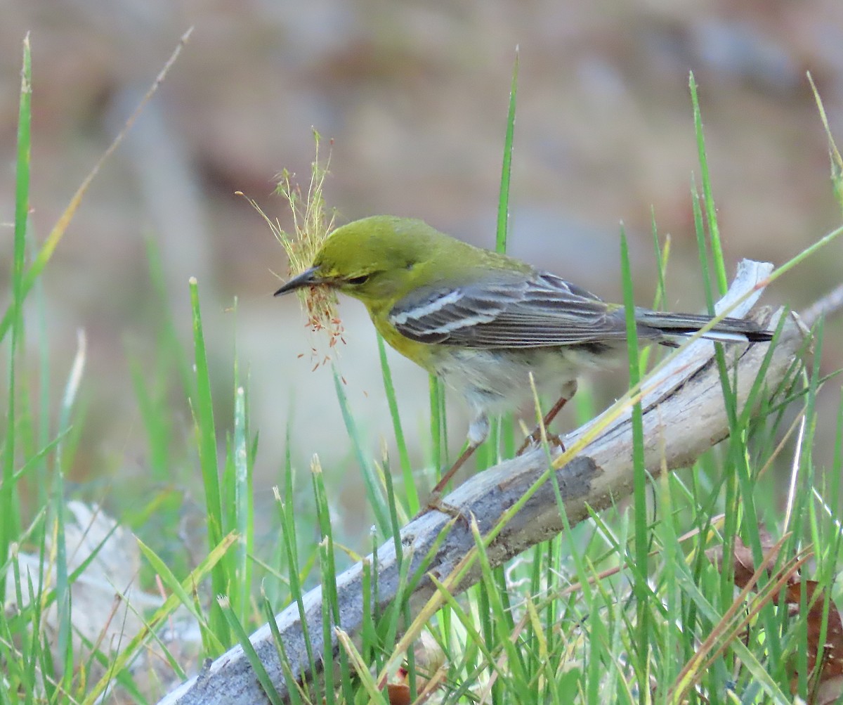 Pine Warbler - ML161212711