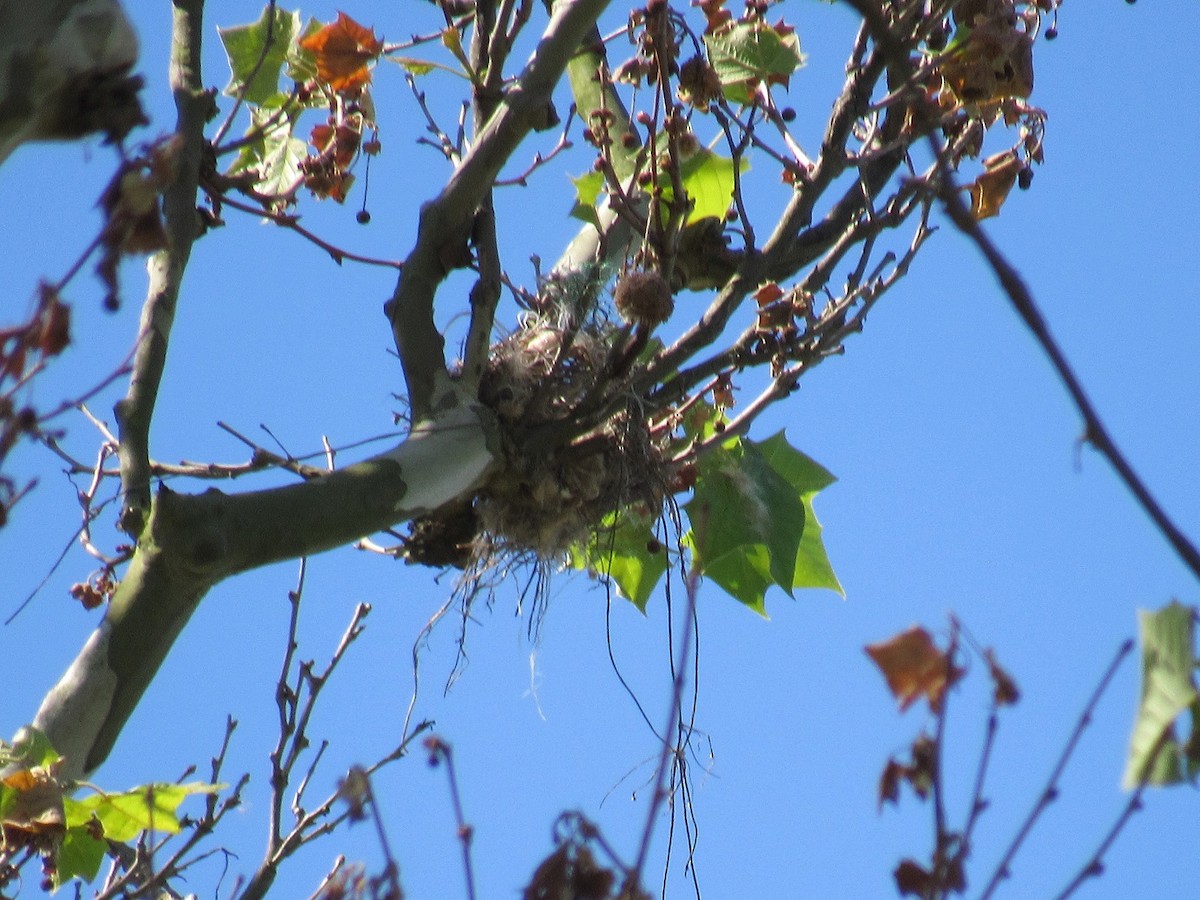 Eastern Kingbird - ML161214331