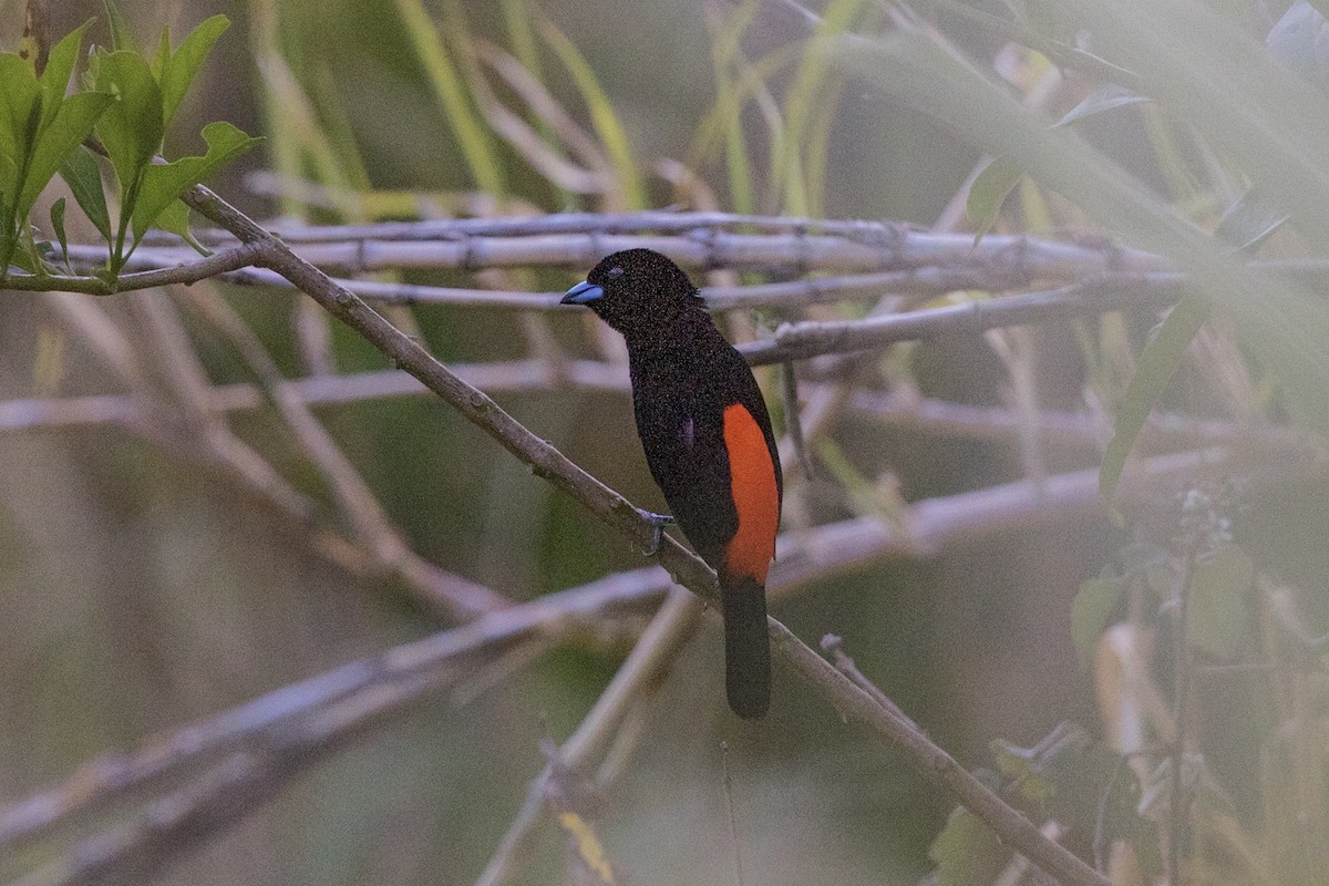 Scarlet-rumped Tanager (Cherrie's) - Stefan Hirsch