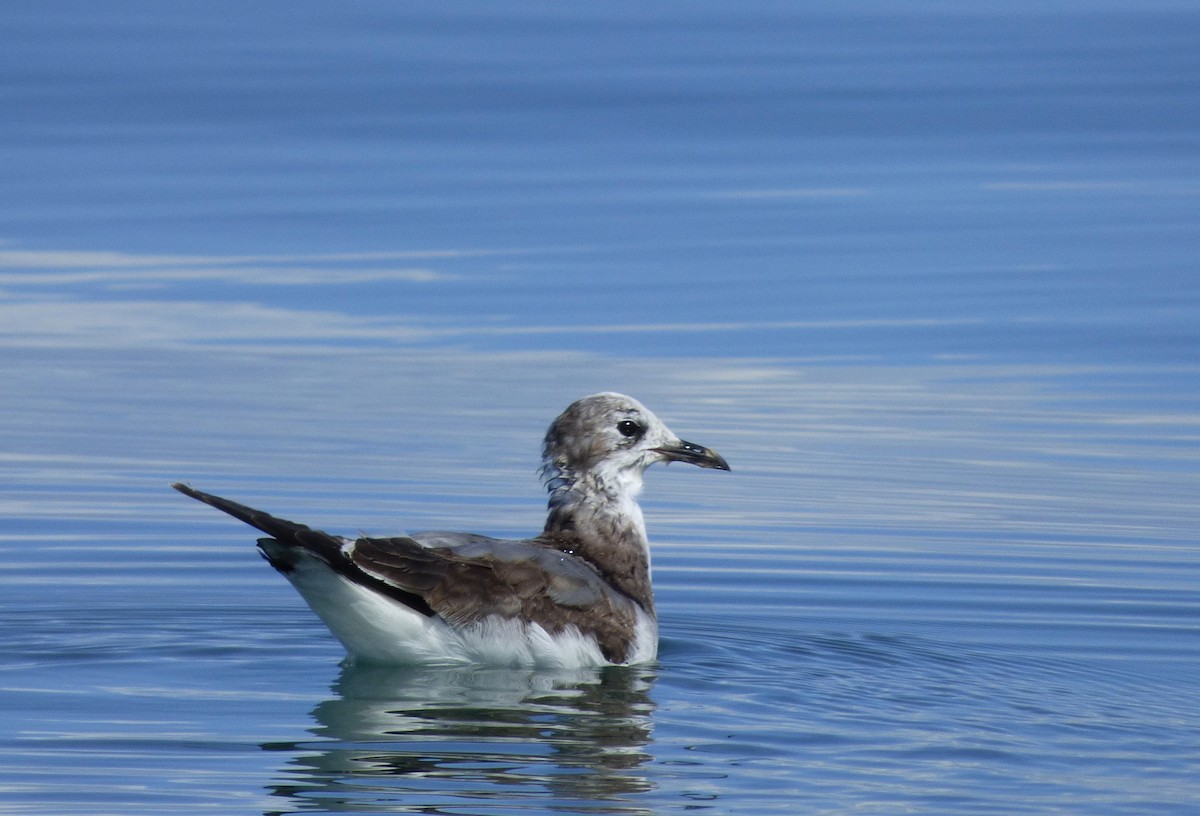 Sabine's Gull - ML161216641