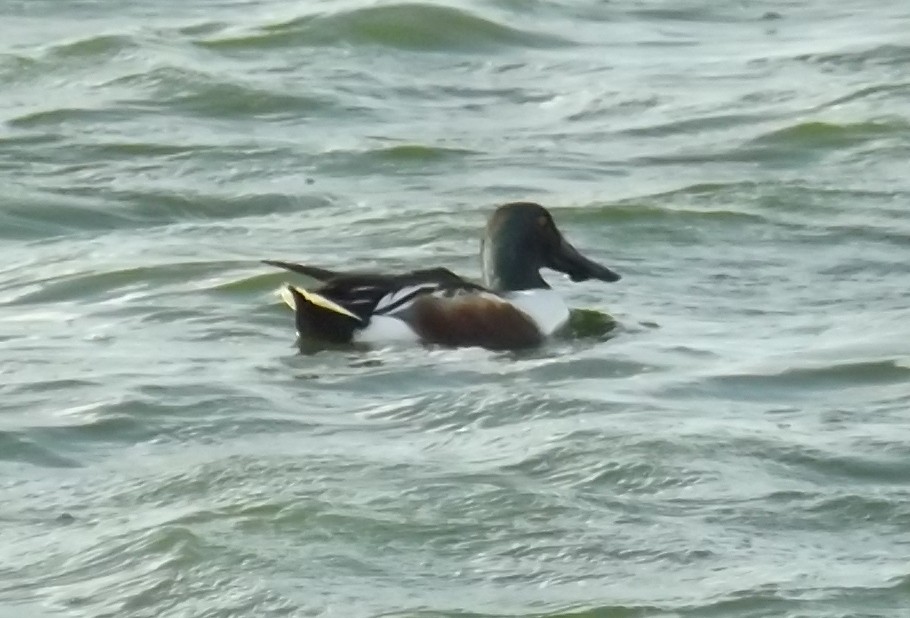 Northern Shoveler - ML161216721