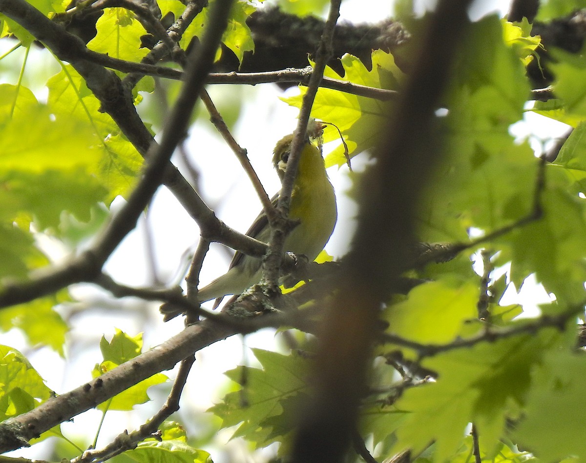 Vireo Gorjiamarillo - ML161218421