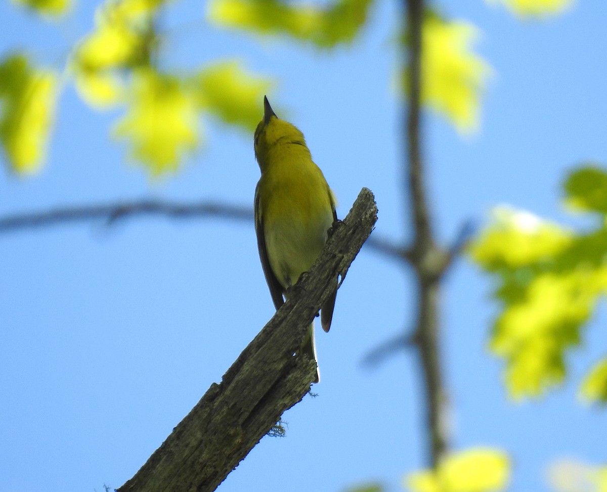 Yellow-throated Vireo - ML161218431