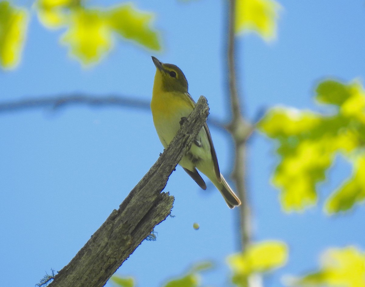 Vireo Gorjiamarillo - ML161218481