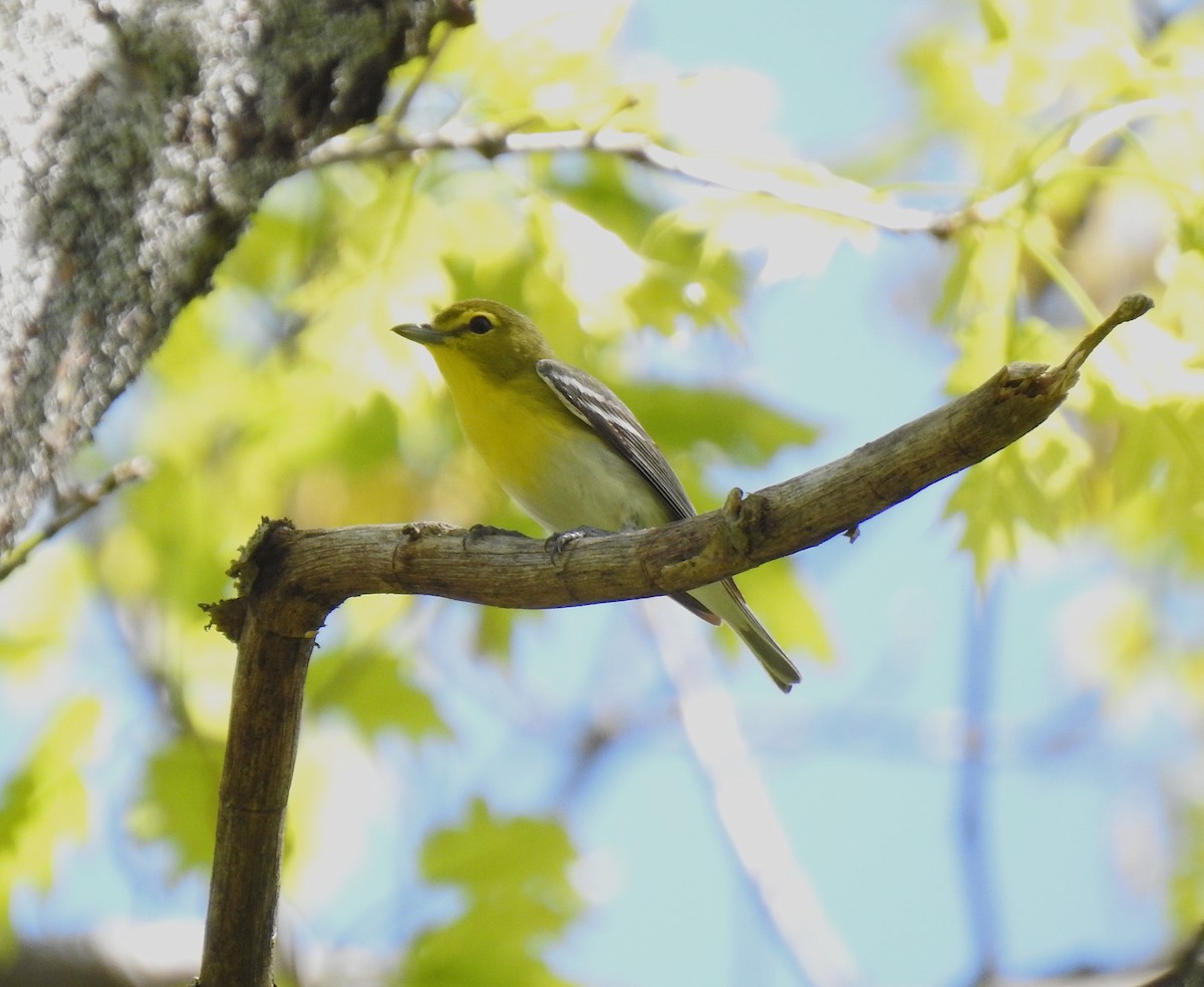 Vireo Gorjiamarillo - ML161218521