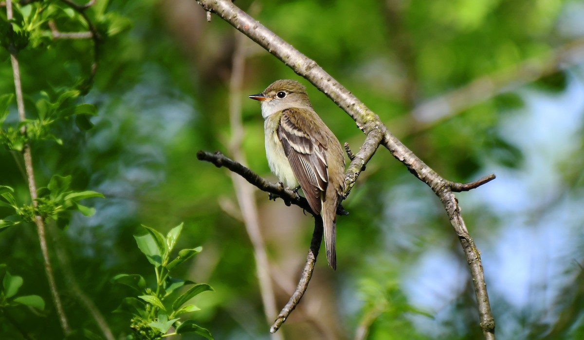 Alder Flycatcher - ML161219091