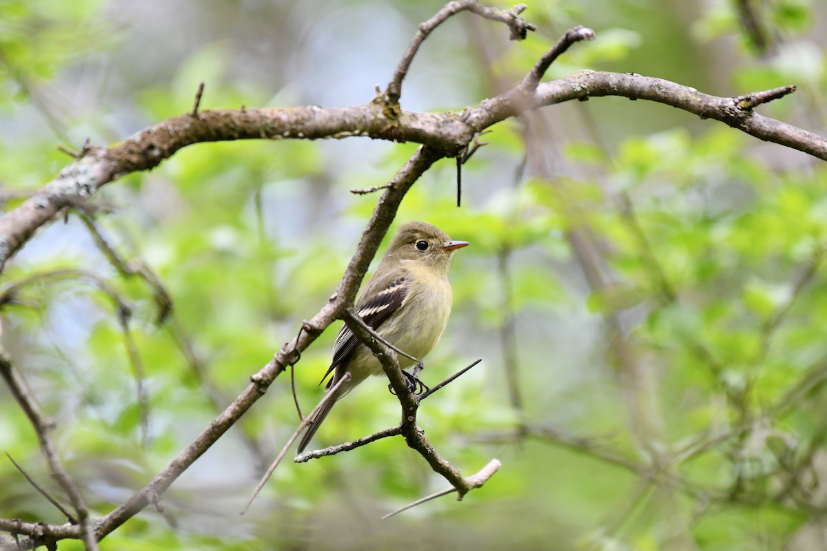 Alder Flycatcher - ML161219151