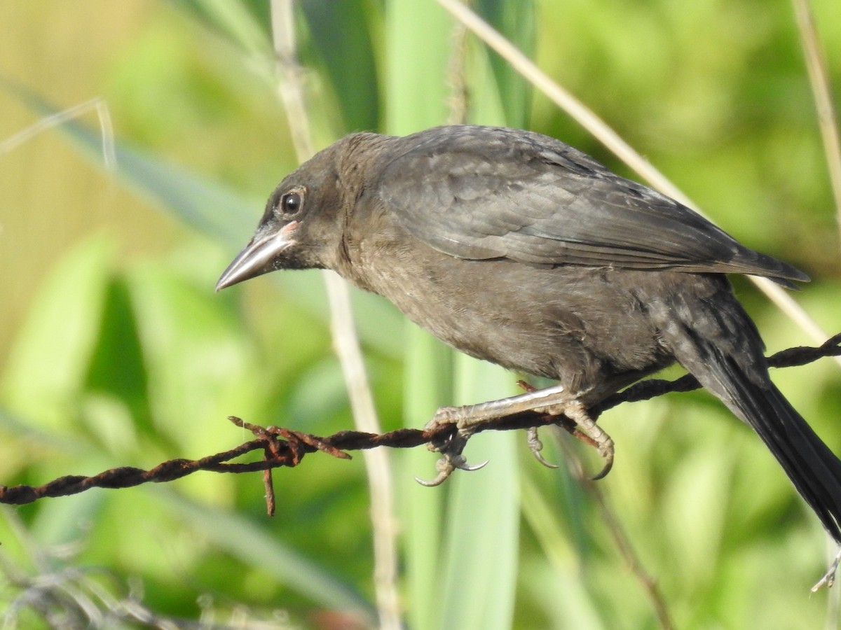 Common Grackle - Laura Mae