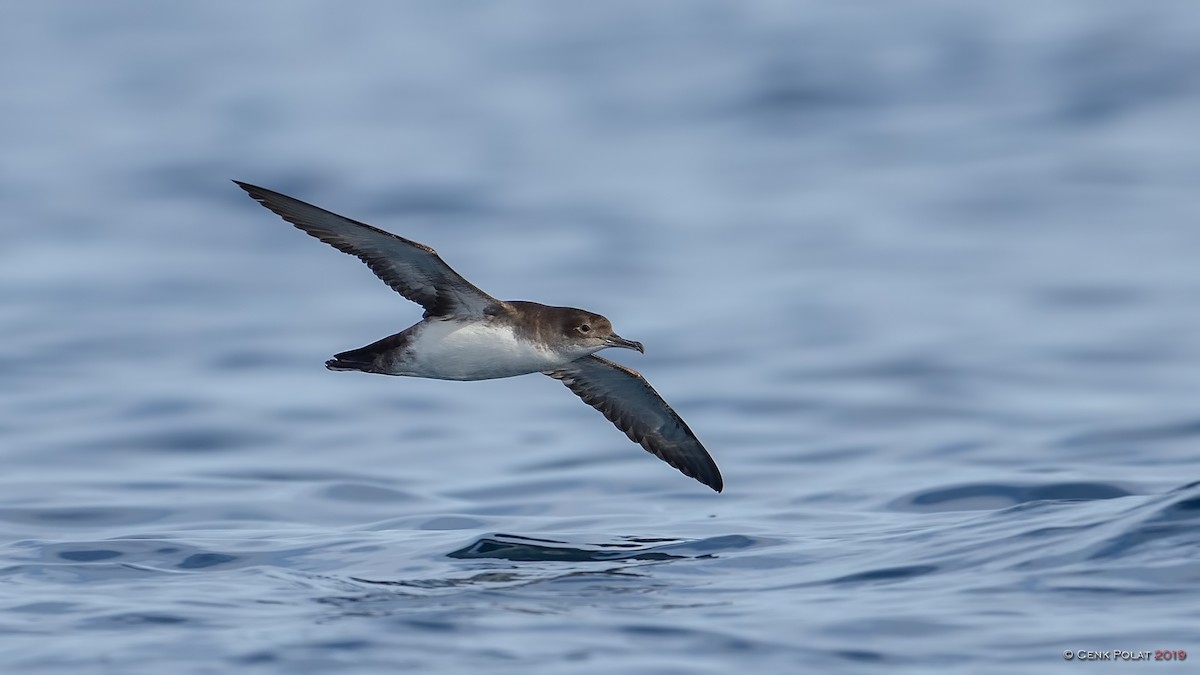 Yelkouan Shearwater - Cenk Polat
