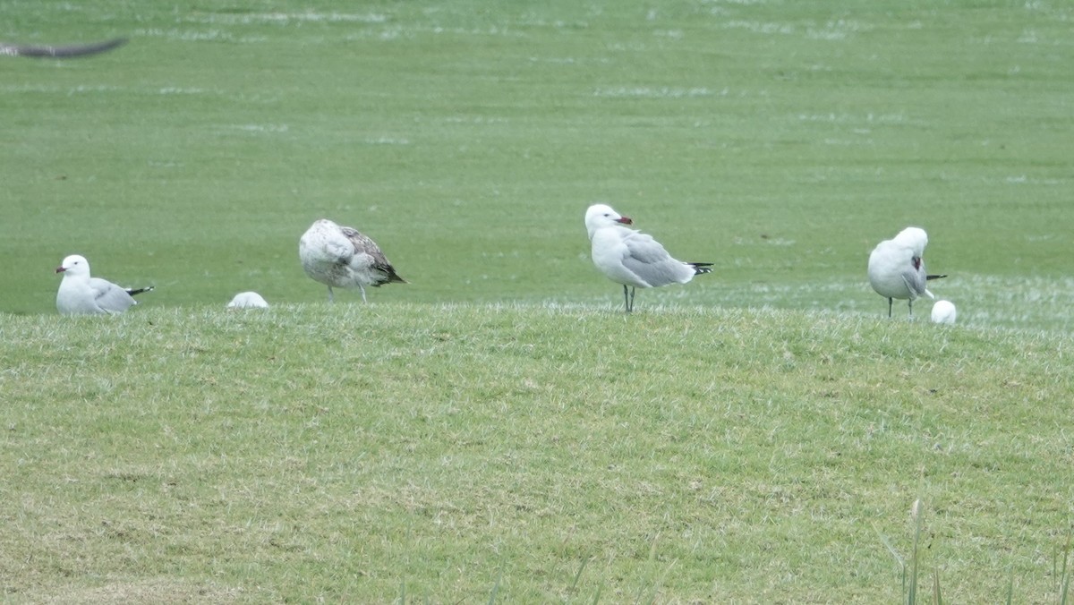 Audouin's Gull - ML161223661