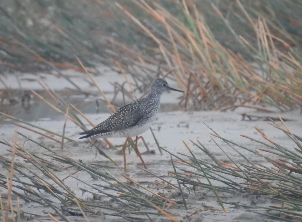 Lesser Yellowlegs - ML161226861