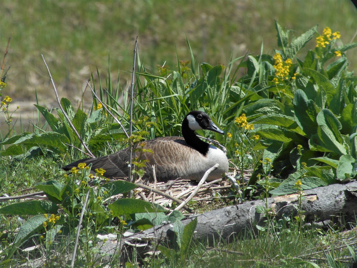 Canada Goose - ML161231331