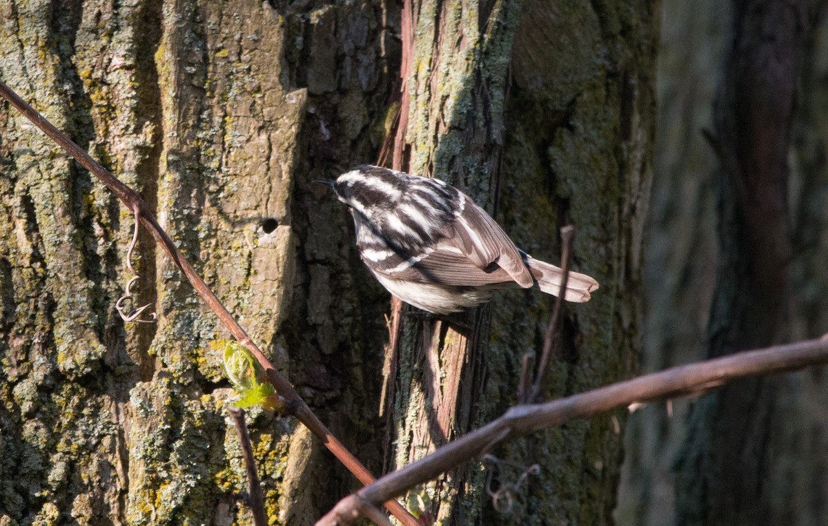 Black-and-white Warbler - ML161233471