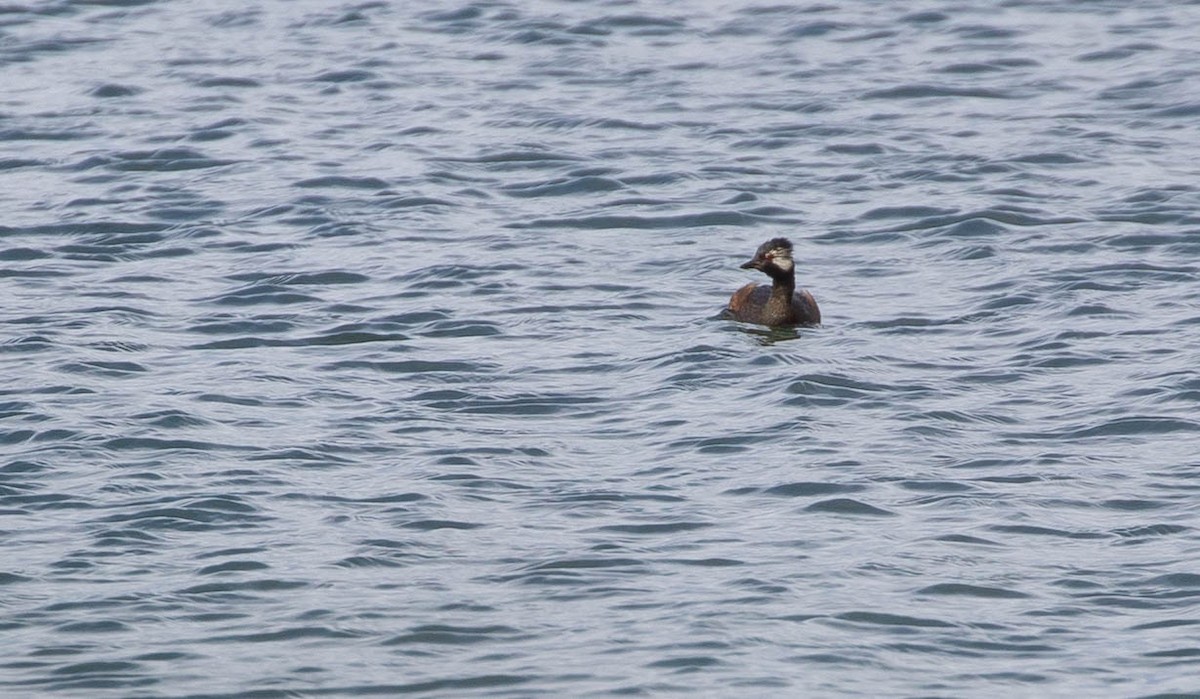 White-tufted Grebe - ML161235161