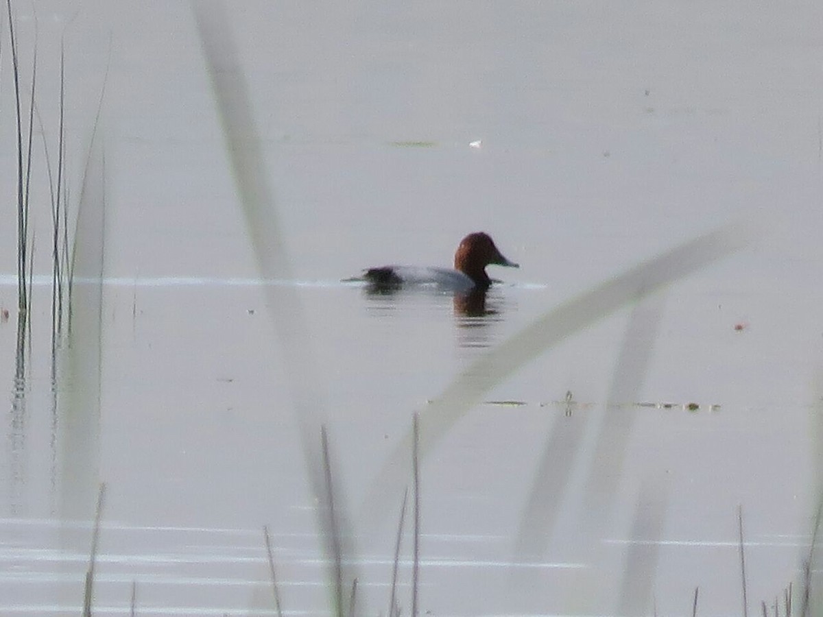 Common Pochard - Ashkan Shirvani