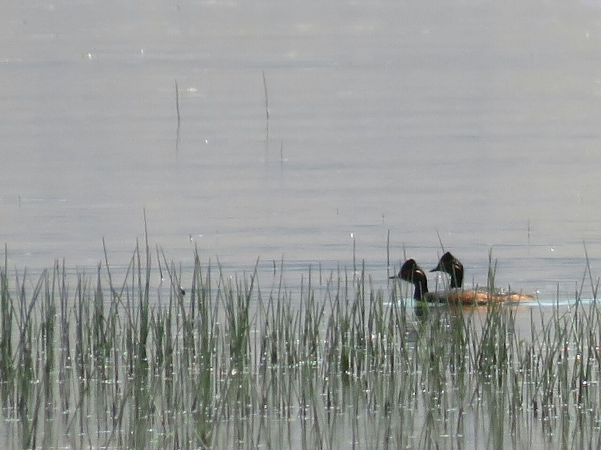 Eared Grebe - Ashkan Shirvani