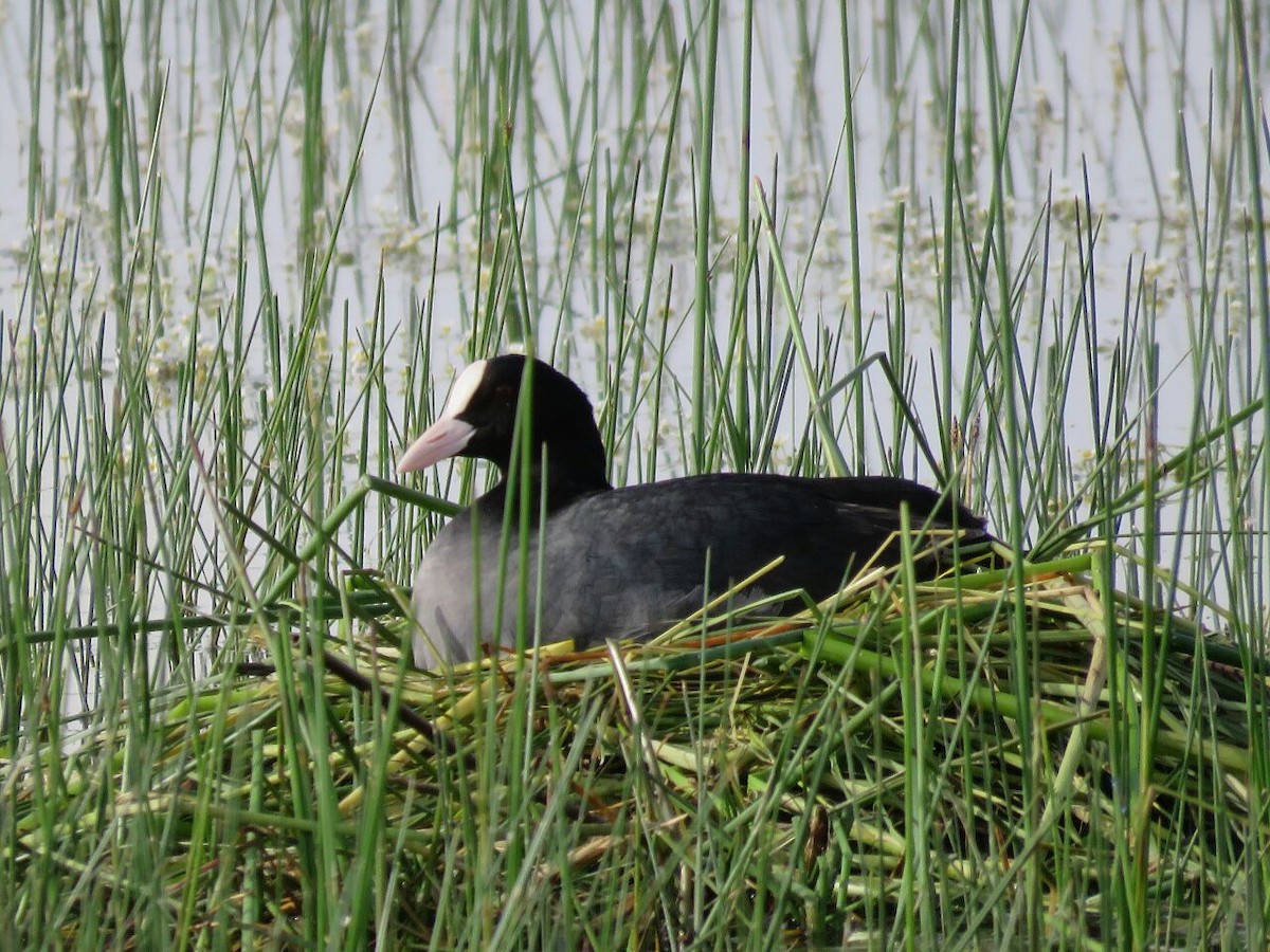 Eurasian Coot - ML161236131