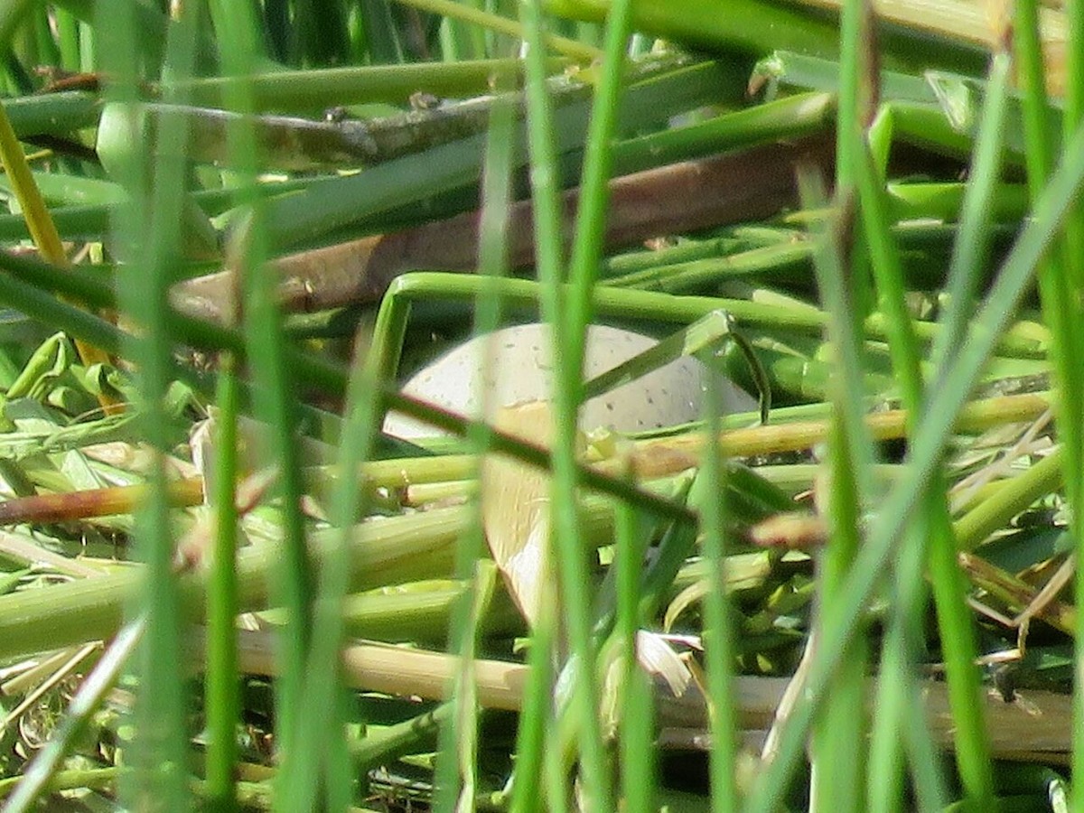 Eurasian Coot - ML161236291