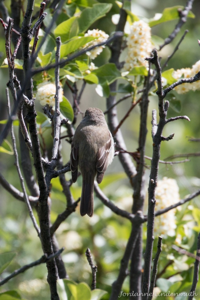 Gray Flycatcher - Jordanne Lindenmuth