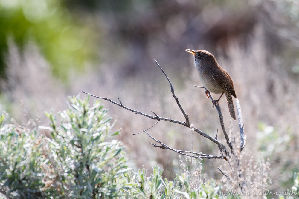 House Wren - ML161236571