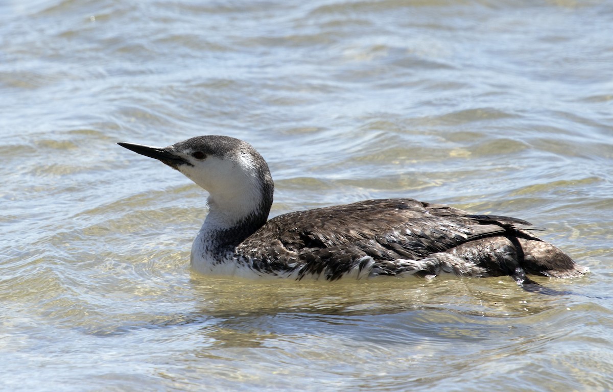 Red-throated Loon - ML161236961