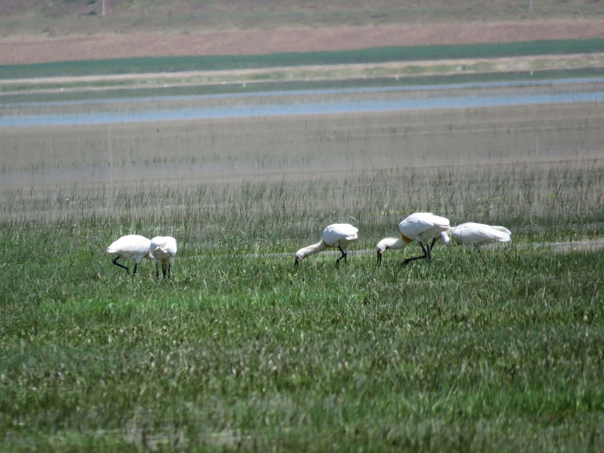 Eurasian Spoonbill - ML161240011