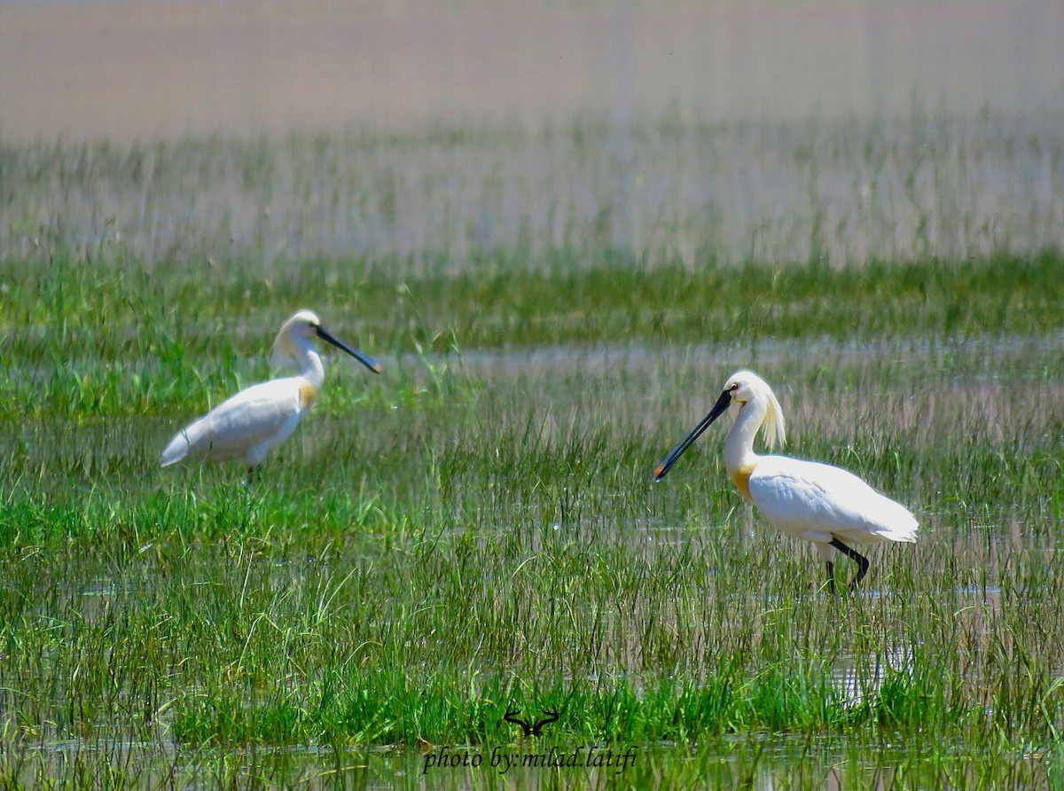 Eurasian Spoonbill - Ashkan Shirvani