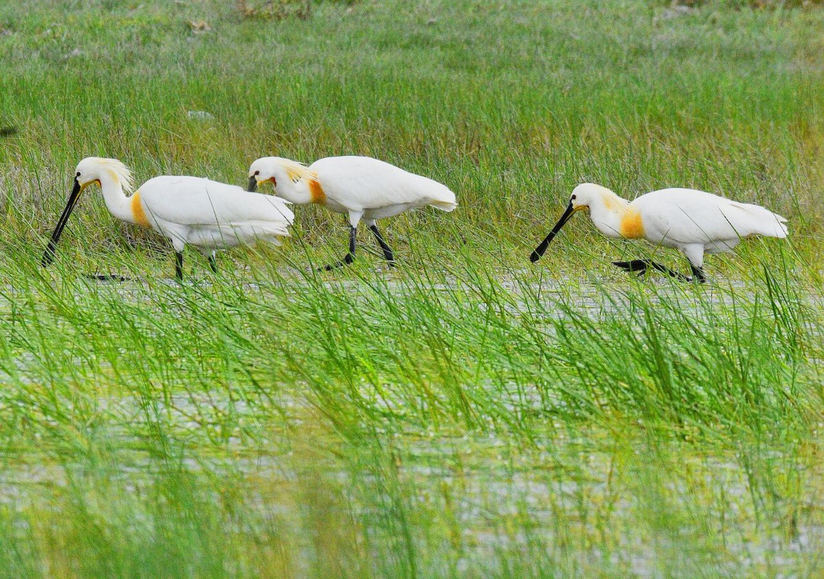 Eurasian Spoonbill - Ashkan Shirvani