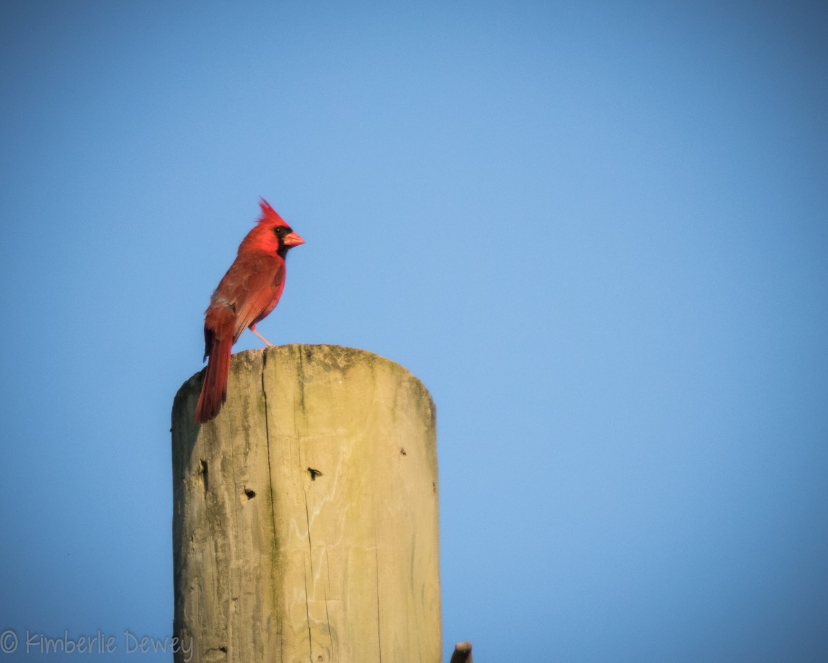 Northern Cardinal - ML161240441